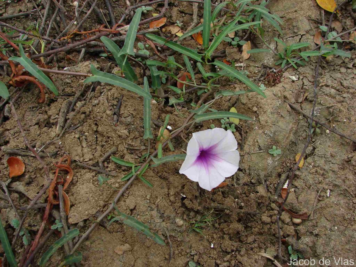 Ipomoea aquatica Forssk.